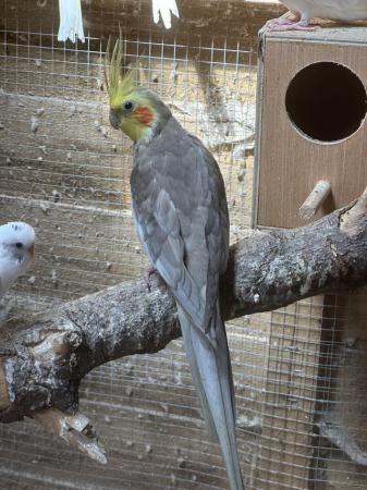 Image 5 of Beautiful male cockatiel for sale