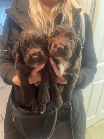 Image 6 of Beautiful cocker spaniel puppies - 3 boys 2 girl left