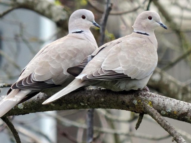 Preview of the first image of This years Barbary Doves.