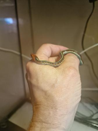 Image 2 of 5 week old californian red sided garter snakes