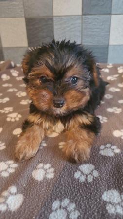 Image 4 of Yorkshire terrier puppys