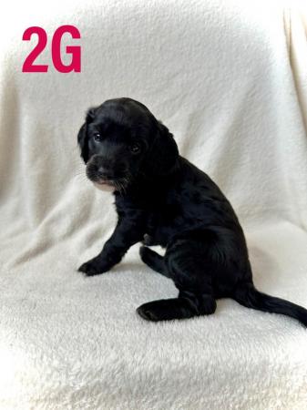 Image 2 of F2 Cockapoo Puppies Pra & Fn Clear  REDUCED