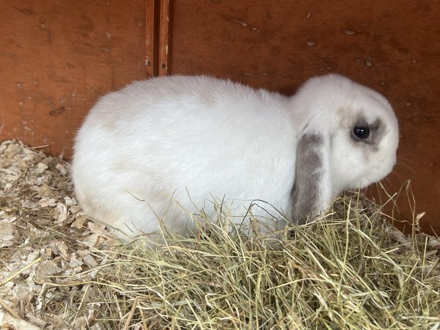 Preview of the first image of Male friendly pure breed mini lop.