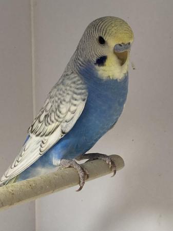 Image 4 of Gorgeous Baby Budgies ready now