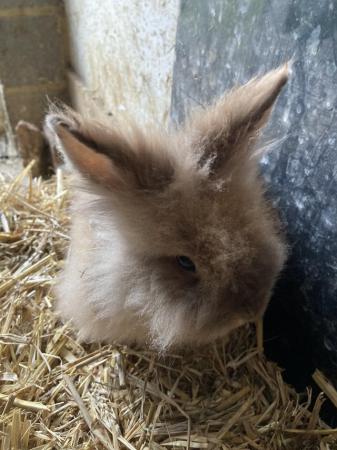 Image 2 of 14 week lionhead doe , friendly handled will stay small