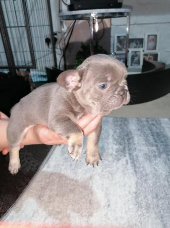 Image 15 of French bulldog puppies ready in 3 weeks