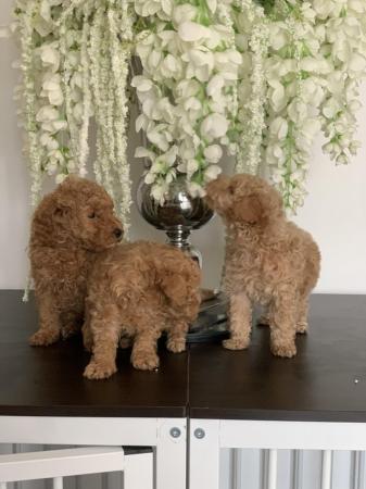 Image 6 of toy poodle puppy’s ready now!!