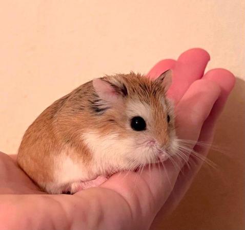 Image 5 of Baby Dwarf Hamsters For Sale