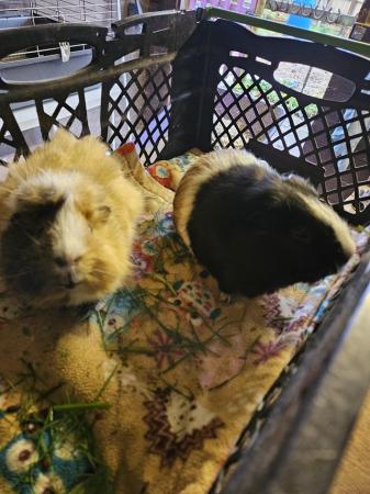 Image 7 of For adoption...Harry & Riley bonded male guinea pigs