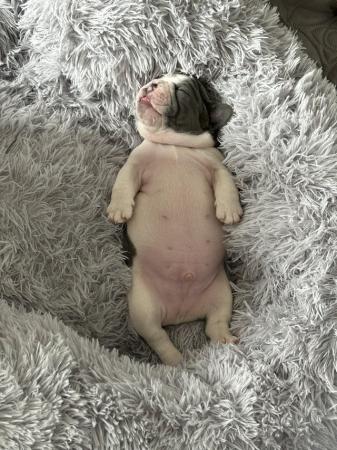 Image 13 of 5 Stunning French bulldogs lilac tan blue pied