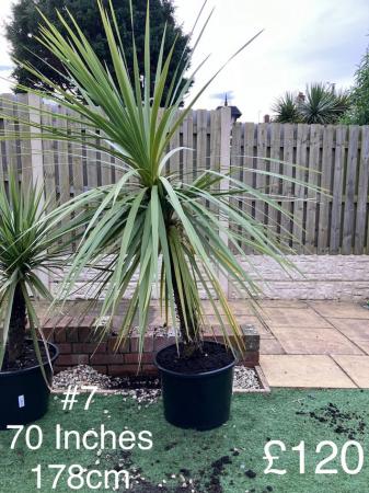 Image 2 of New Zealand Cabbage Palms (Cordyline Australis) For Sale