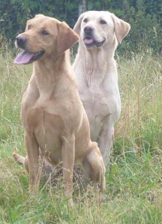 Image 8 of OUTSTANDING LITTER OF FOX RED AND YELLOW LABRADOR PUPPIES