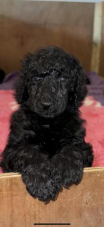 Image 8 of gorgeous show quality standard poodle puppies