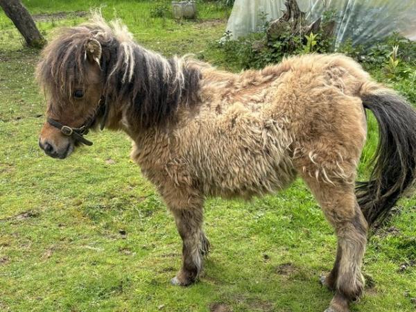 Image 1 of Mini Shetland Dartmoor hill pony