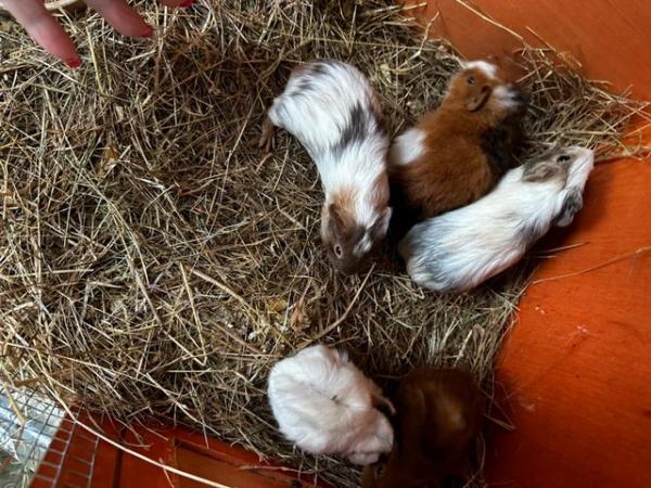 Image 12 of Baby Guineapigs boys and girls
