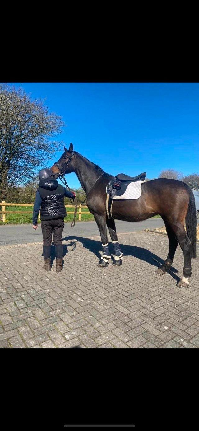 Preview of the first image of 16.3hh dark bay absolutly stunning mare SOLD TO FAB HOME.