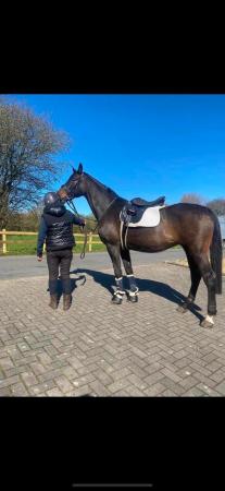 Image 1 of 16.3hh dark bay absolutly stunning mare SOLD TO FAB HOME