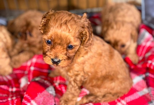 Image 5 of Perfect cavapoo puppies looking 4 new homes