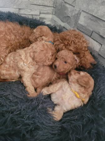 Image 2 of 4 Beautiful Red Poodle Puppies
