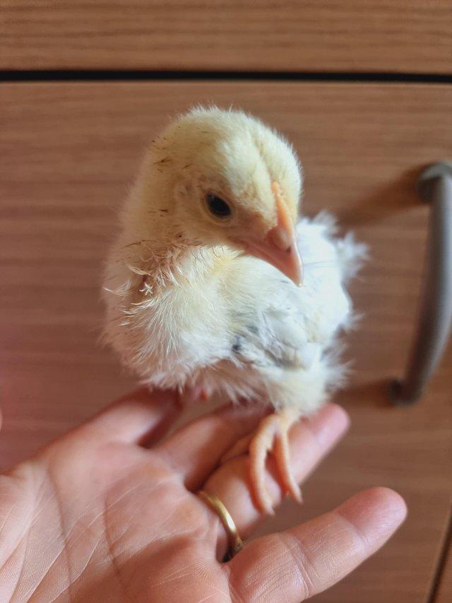 Preview of the first image of 3 - 4 weeks old light Sussex chick's.