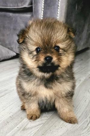 Image 7 of Adorable quality brindle Teddy bear face Pomeranian puppy