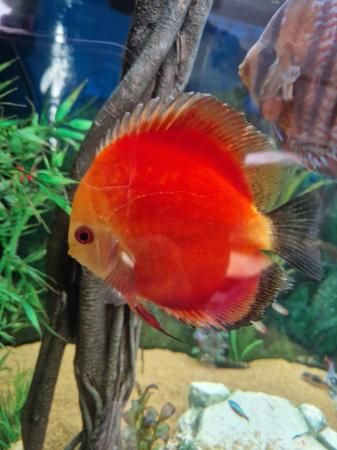 Image 8 of Stunning Stendker Discus for sale