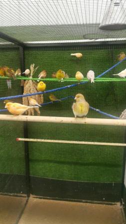 Image 2 of Canarys canaries yellow Fife diamorphic harlequin Mosaic LDN