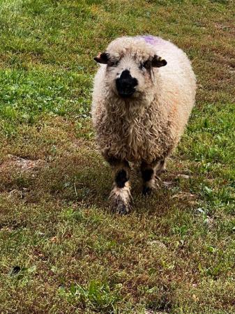 Image 1 of Silvernose Valais Ewes and Wethers for sale