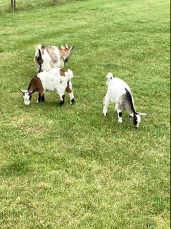 Image 3 of Female + wether baby Pygmy goats