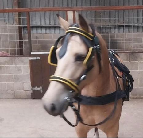 Image 17 of County Standard Buckskin Mare, 4 Whites Drastically reduced*