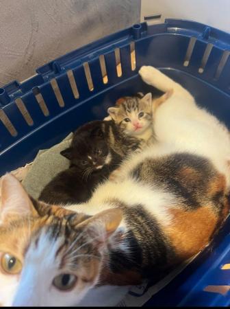Image 1 of Calico Kittens for sale