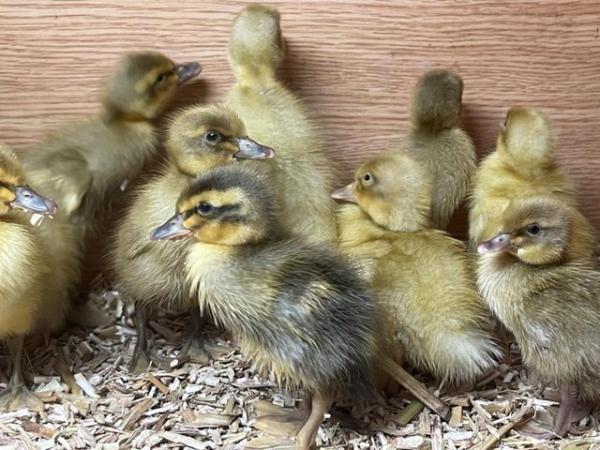 Image 3 of INDIAN RUNNER DUCKLINGS - HAND RAISED, PURE BRED APRICOT
