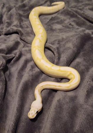 Image 2 of Banana Royal/Ball python for sale