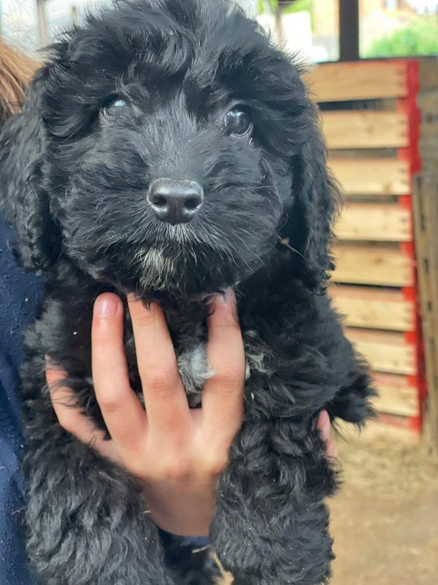 Preview of the first image of 11 week old cockerpoo dog puppies for sale.