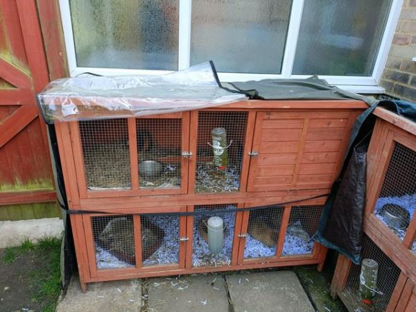 Image 6 of Male and Female Guinea Pigs for sale in Worthing