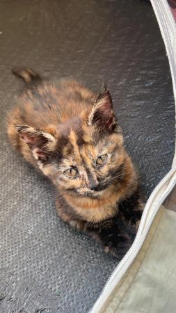Image 1 of Lovely Kitten for sale 1 girl