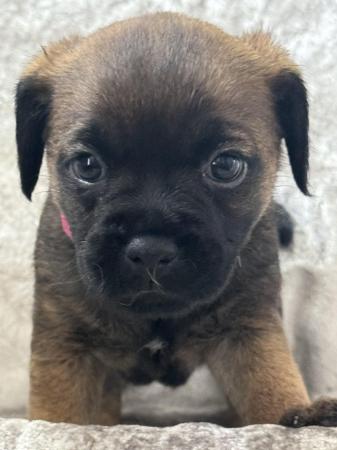 Image 3 of Slem clear border terrier girl 3/4 oxcroft ready now