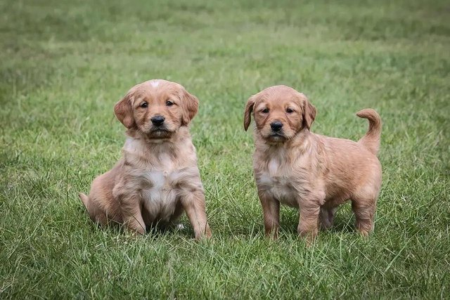 Image 1 of Excellent KC Working Golden Retriever Puppies