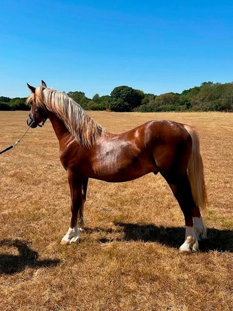 Welsh Section D Colt Yearling — photo 3 of 3