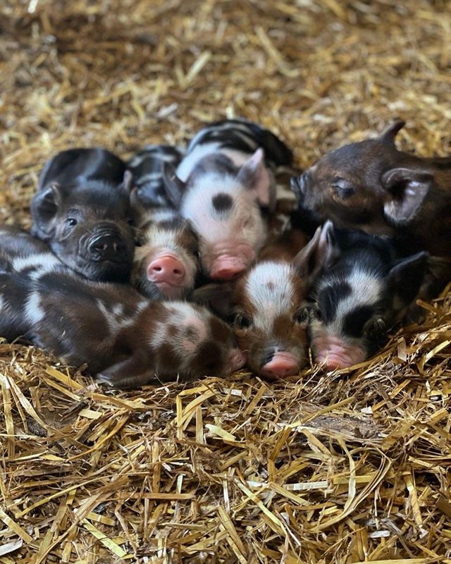 Preview of the first image of Gorgeous Pure Kunekune piglets for sale.