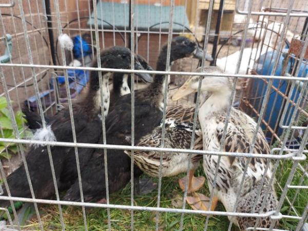 Image 1 of 3 shetland ducks for sale, rare breed