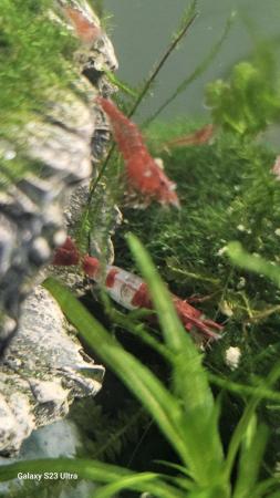 Image 24 of Red cherry shrimps all colours
