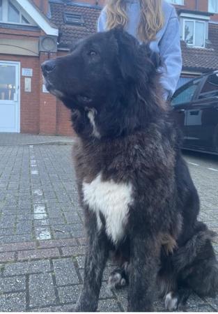Image 1 of Caucasian Shepherd looking forever home