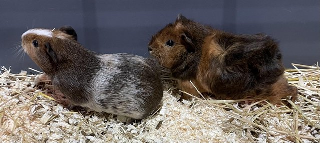 Image 1 of 9-11 week old guinea pigs