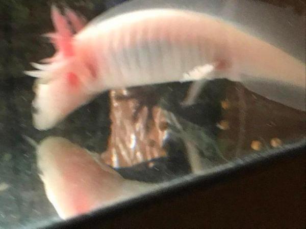 Image 4 of X1 AXOLOTL, Wild available only, heathy, 1 year old, 3 left