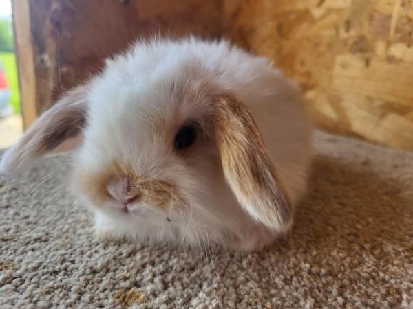 Image 3 of Baby Mini Lop Buck For Reserving (2)