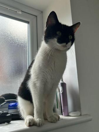 Image 5 of 3 year old cat looking for a loving forever home