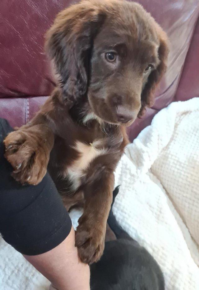 Preloved sprocker cheap