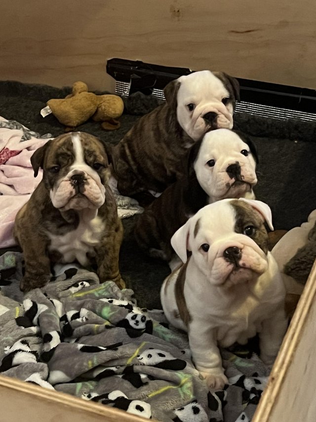 Preview of the first image of READY TO LEAVE NOW!!!! Stunning British bulldogs.