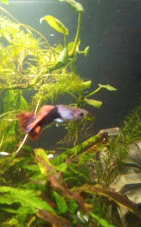 Image 4 of 7 Various size guppies and mollies for sale